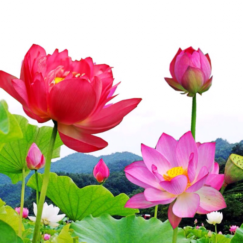 观赏藕免费包邮全部带芽发货确保成活率量大提供发票