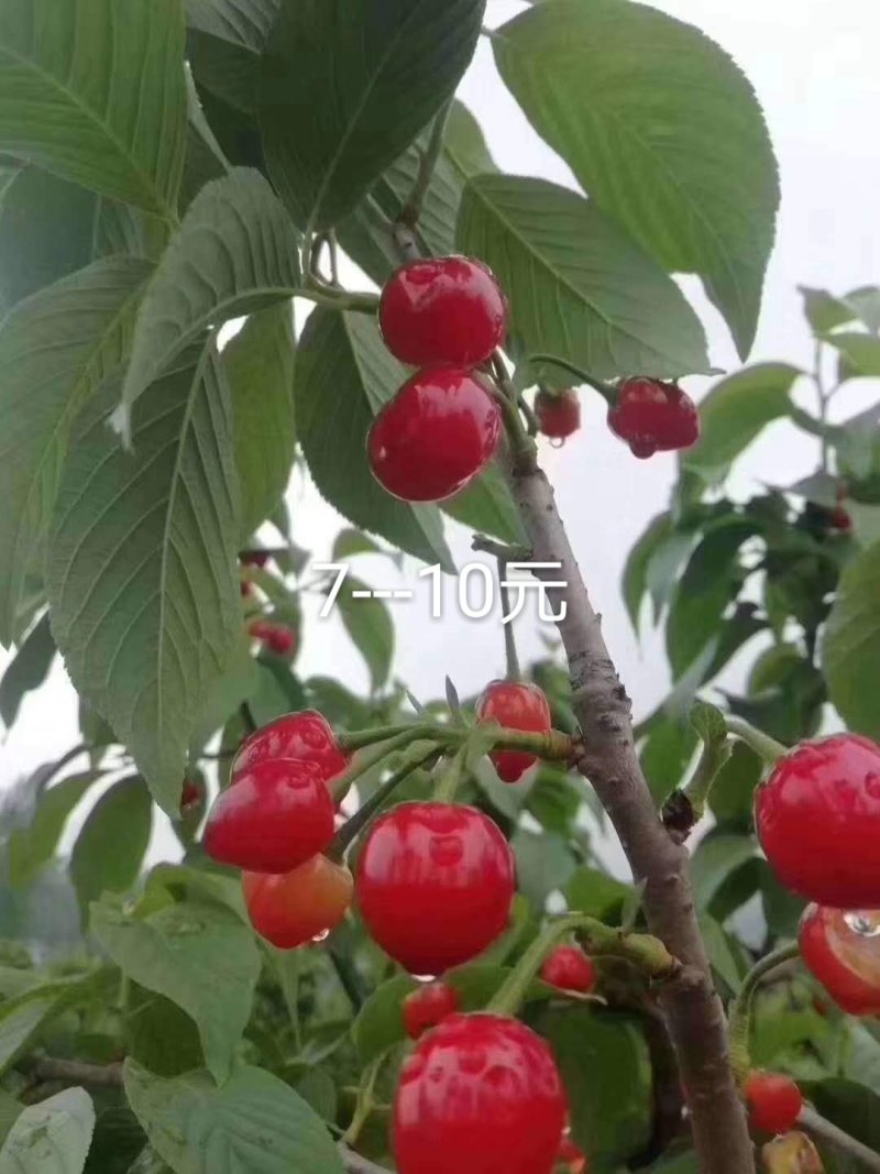 樱桃上市，露天樱桃，口感好预计15号上市