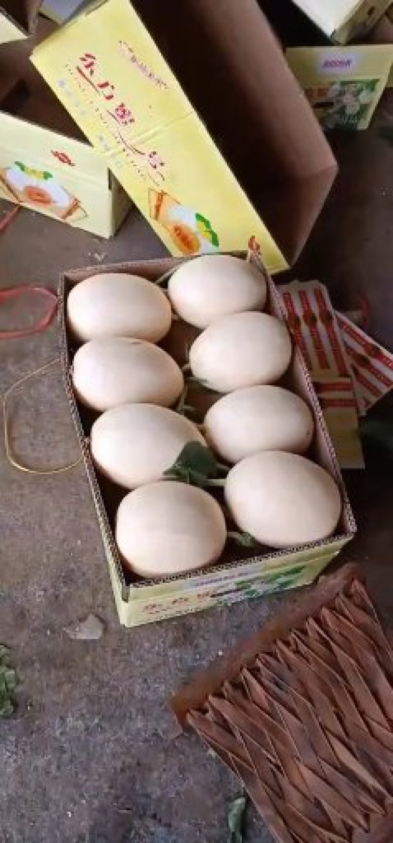 红金蜜甜瓜白皮红肉，产地一手货诚信代收大量现货