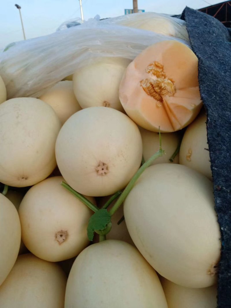 红金蜜甜瓜白皮红肉，产地一手货诚信代收大量现货