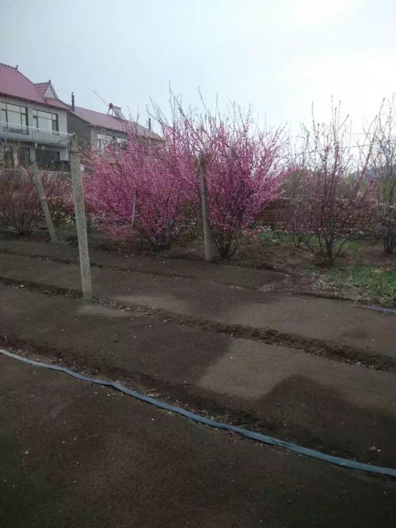 从瓣绿叶榆叶梅，红叶榆叶梅小苗，苗圃直销高10公分以上