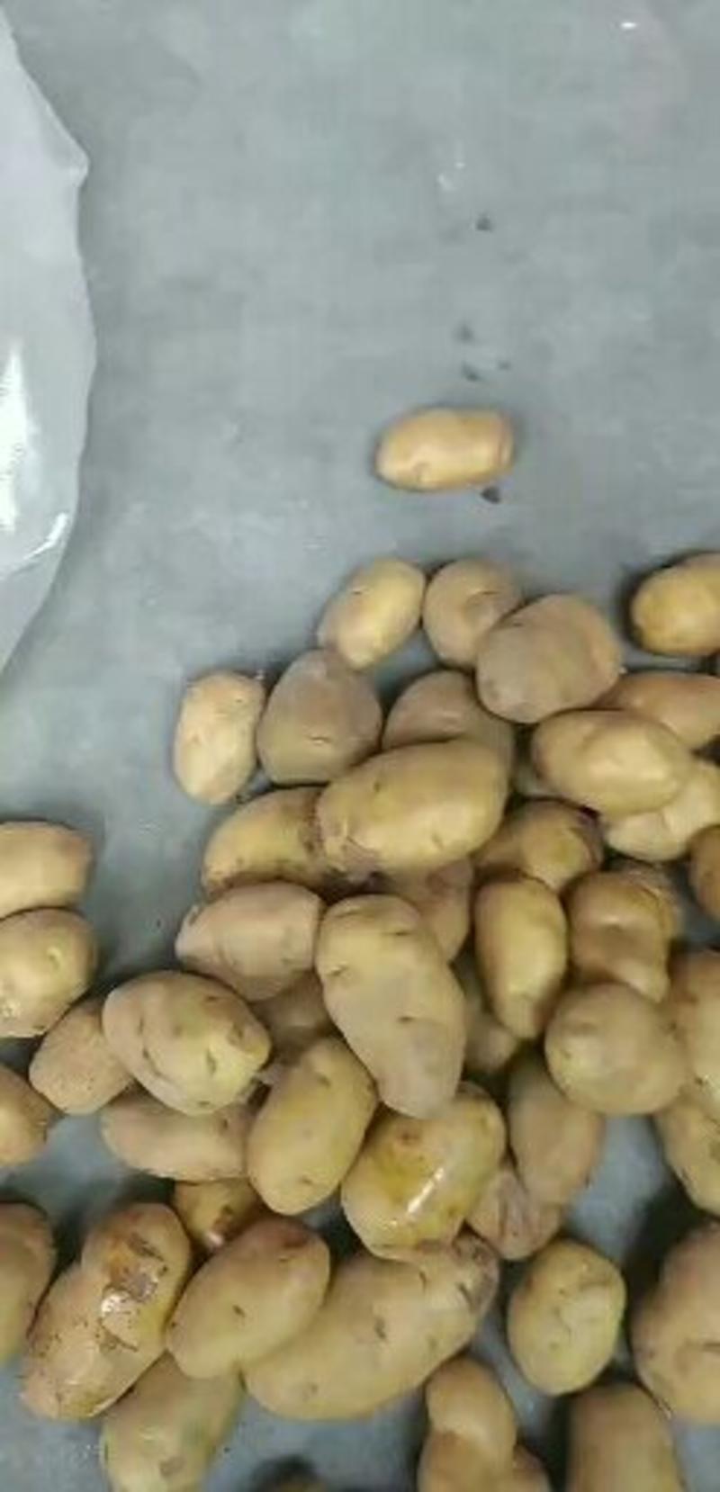 莱芜优质荷兰十五冷库土豆大量上市欢迎新老顾客来选购