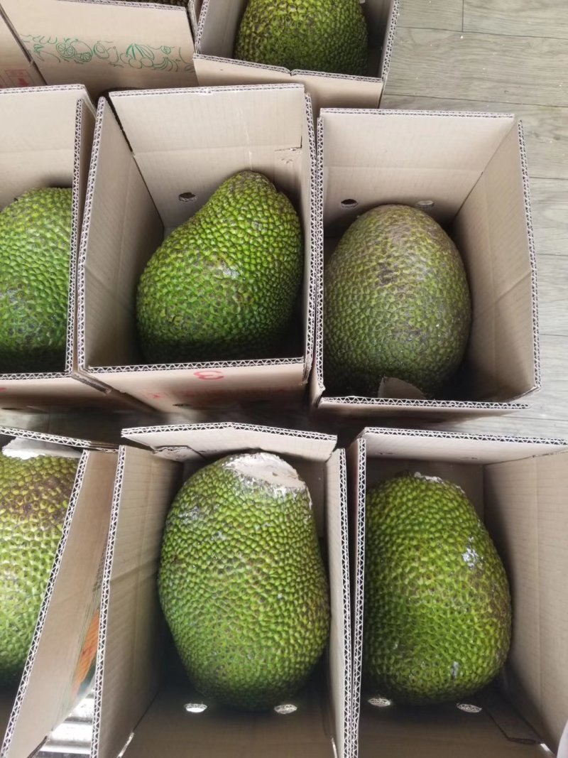 红肉菠萝蜜一件代发电商微商对接24小时发现摘现发