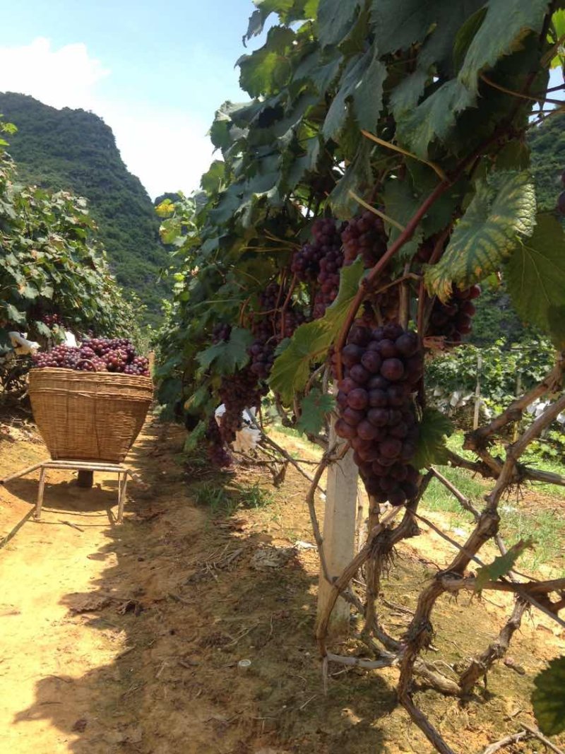 几千亩巨峰葡萄准备上市