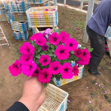 垂钓牵牛,牵牛,基地直销,常年供应各种绿化苗木
