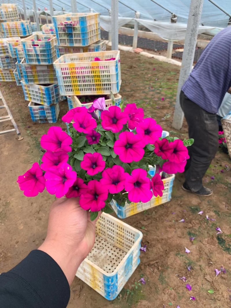 垂钓牵牛，牵牛，基地直销，常年供应各种绿化苗木
