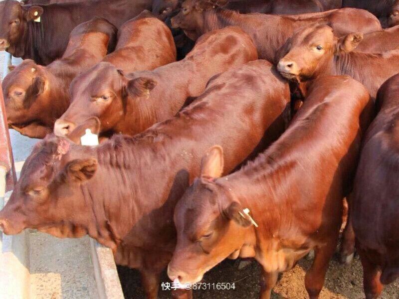 改良肉牛犊