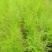 芦笋种苗多年生芦笋苗芦笋根系四季种植蔬菜种苗