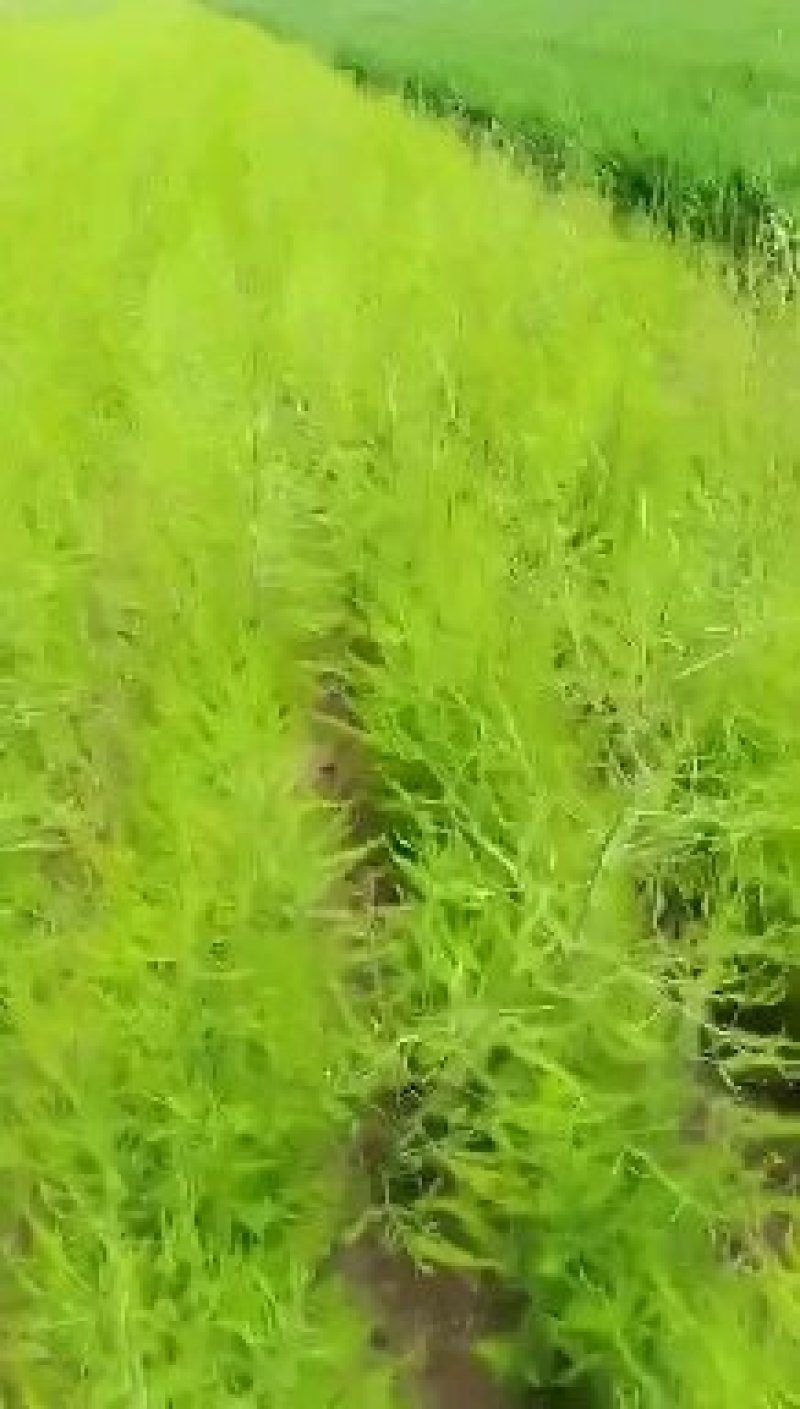 芦笋种苗多年生芦笋苗芦笋根系四季种植蔬菜种苗