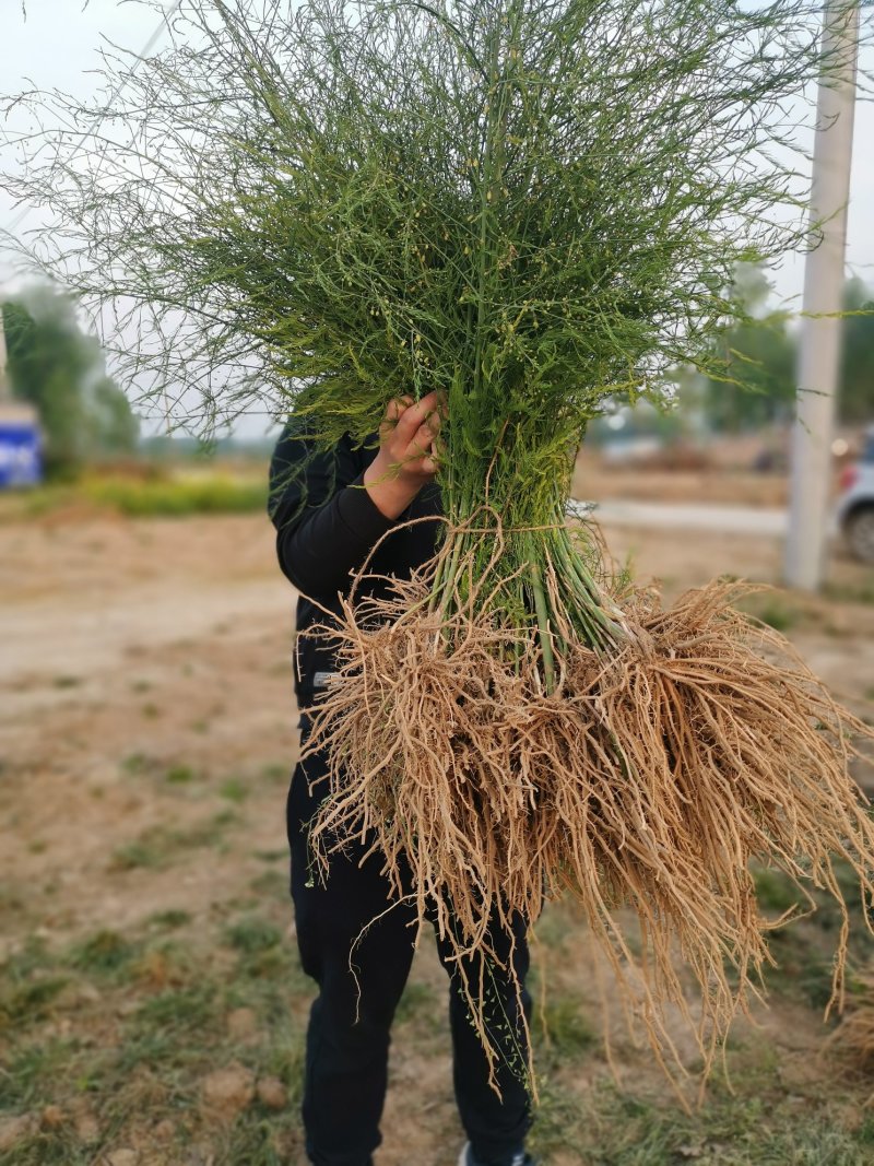 芦笋种苗多年生芦笋苗芦笋根系四季种植蔬菜种苗