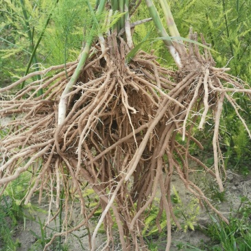 芦笋种苗多年生芦笋苗芦笋根系四季种植蔬菜种苗