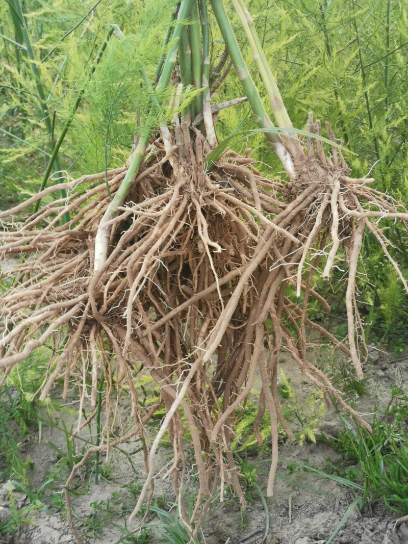 芦笋种苗多年生芦笋苗芦笋根系四季种植蔬菜种苗