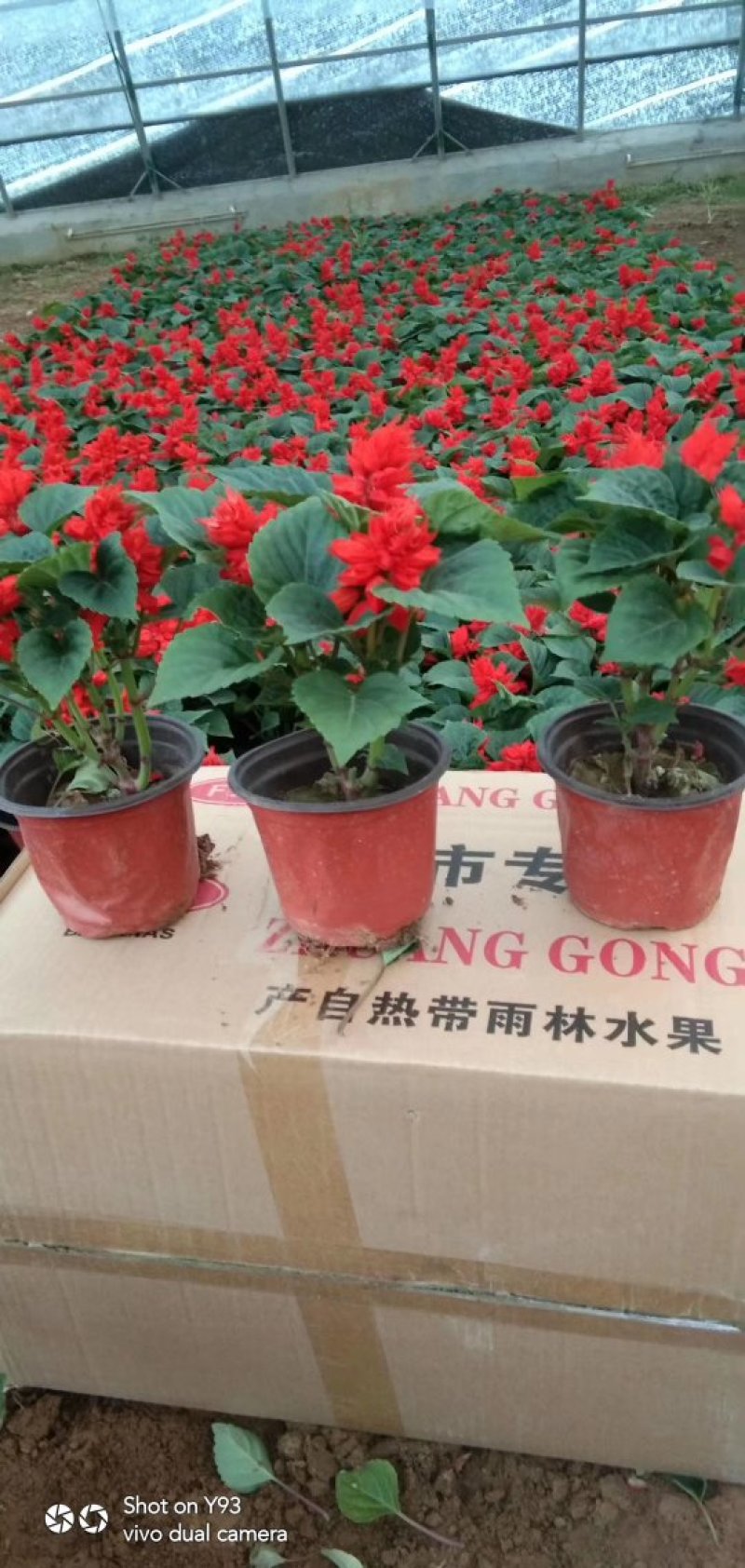 一串红，基地直销，常年各种绿化苗木齐全。