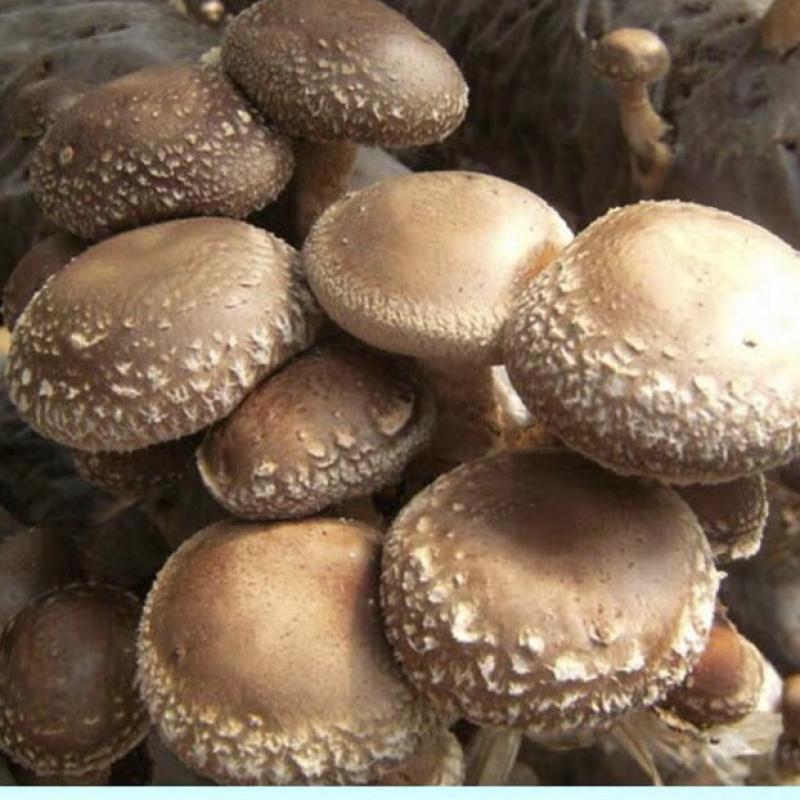 鲜香菇