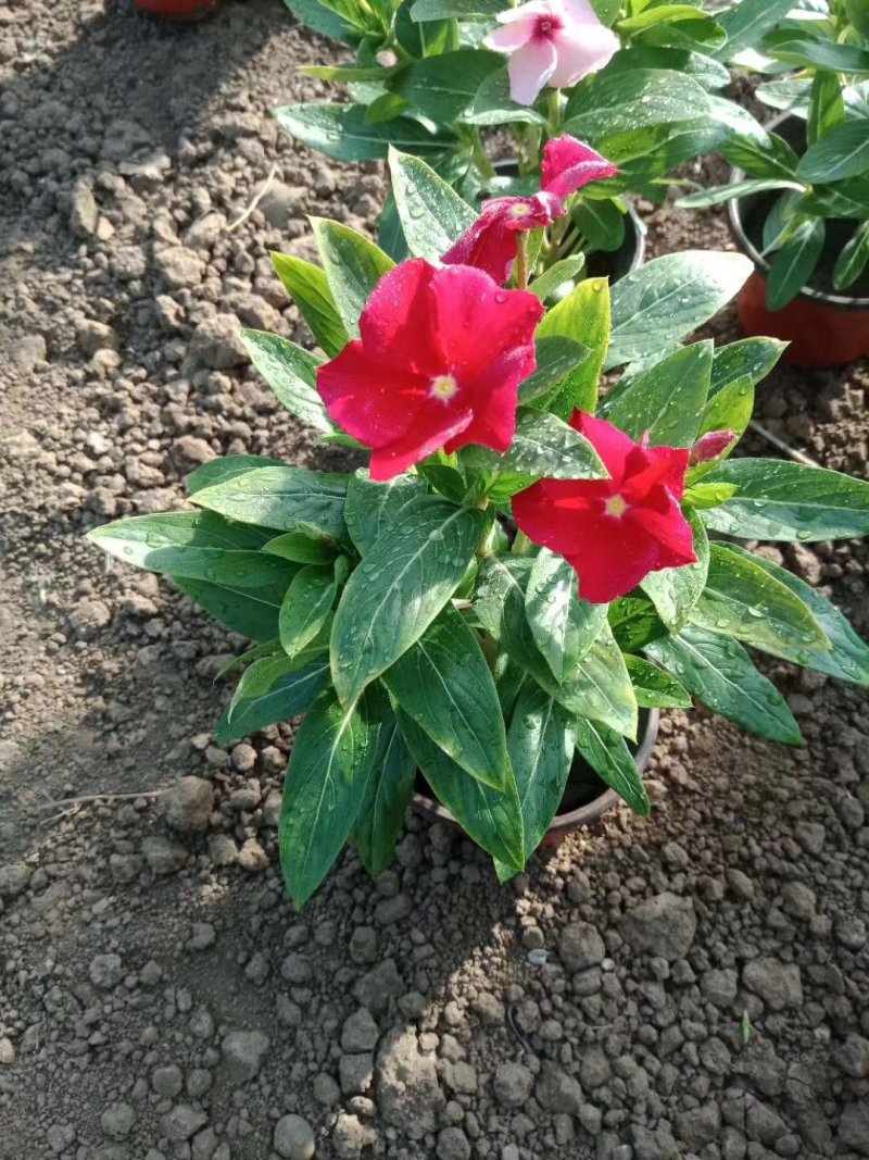 长春花，基地直销，天天开。常年供应各种绿化苗木。