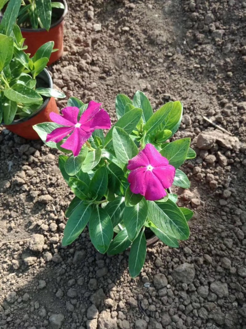 长春花，基地直销，天天开。常年供应各种绿化苗木。