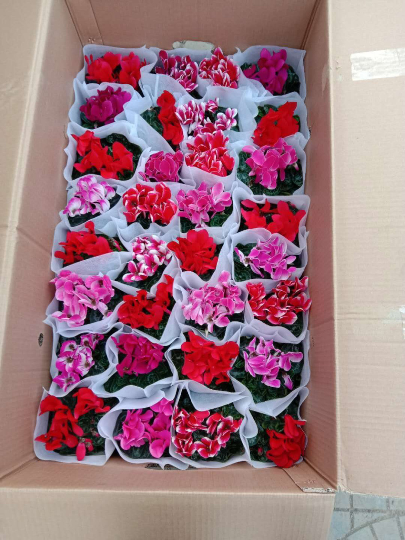 一代中花仙客来，A级货