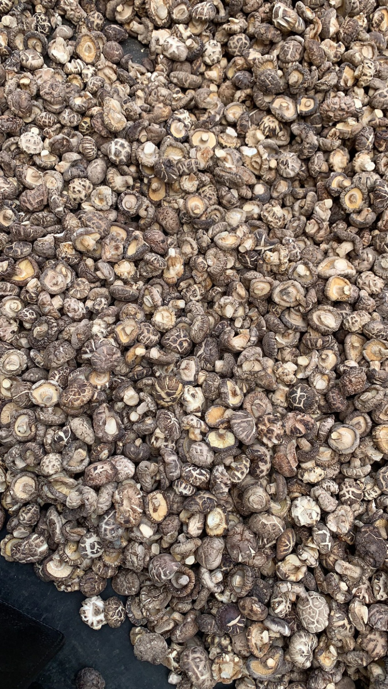 包邮2026新货1.5-2.0-2.5小茶花菇香菇花菇