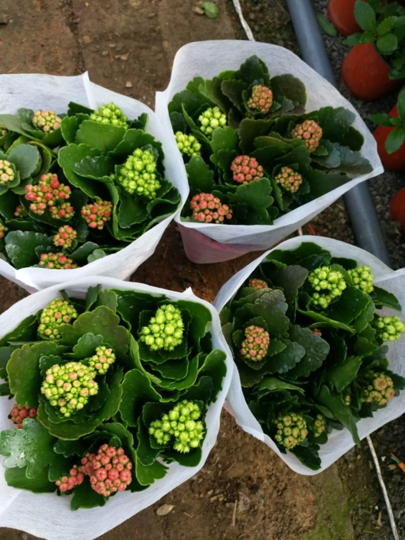 长寿