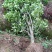 金桂桂花树2～6公分桂花基地直销量大！可实地考察
