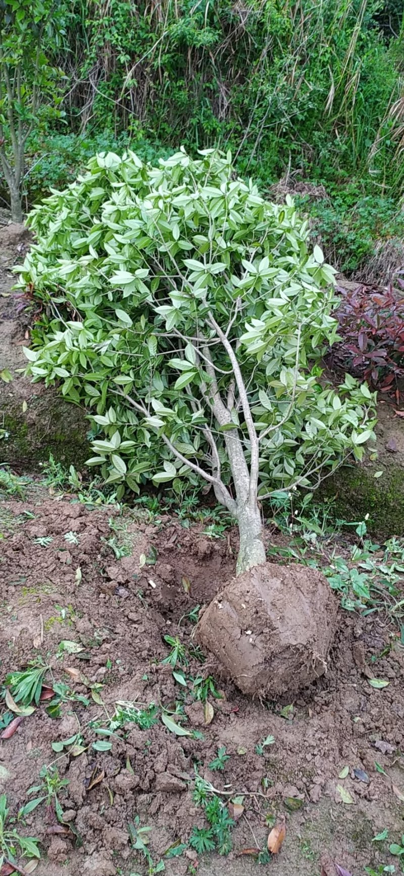 金桂桂花树2～6公分桂花基地直销量大！可实地考察