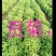 菊花苗