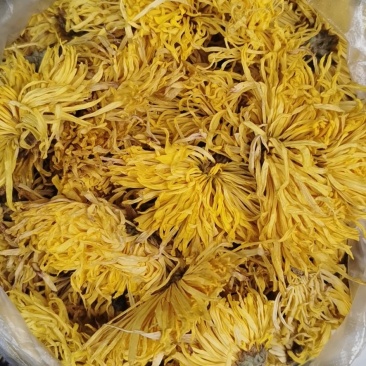 菊花苗
