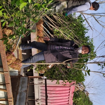 金桂桂花树2～6公分桂花基地直销量大！可实地考察