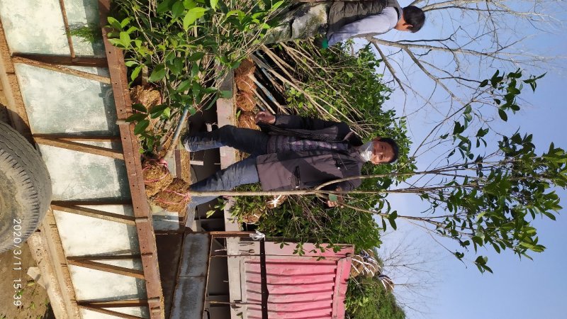 金桂桂花树2～6公分桂花基地直销量大！可实地考察