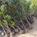 金桂桂花树2～6公分桂花基地直销量大！可实地考察