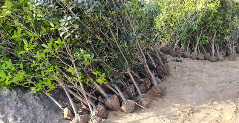 金桂桂花树2～6公分桂花基地直销量大！可实地考察