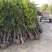 金桂桂花树2～6公分桂花基地直销量大！可实地考察