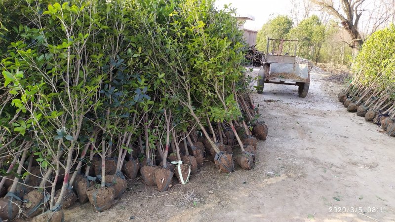 金桂桂花树2～6公分桂花基地直销量大！可实地考察