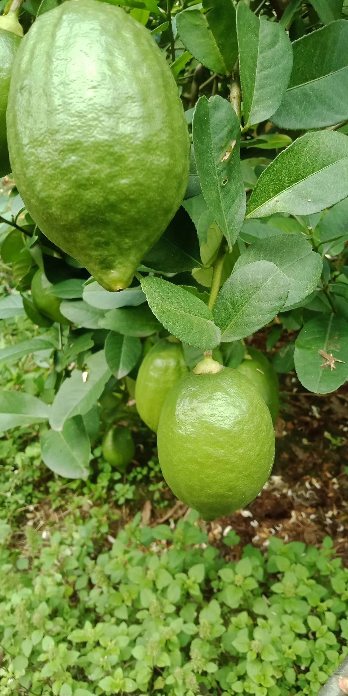 广东香水柠檬,四季香水柠檬,产地直供,大量批发