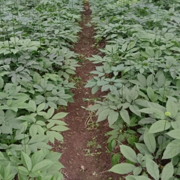 中药材，种苗，竹节参（白三七）种子