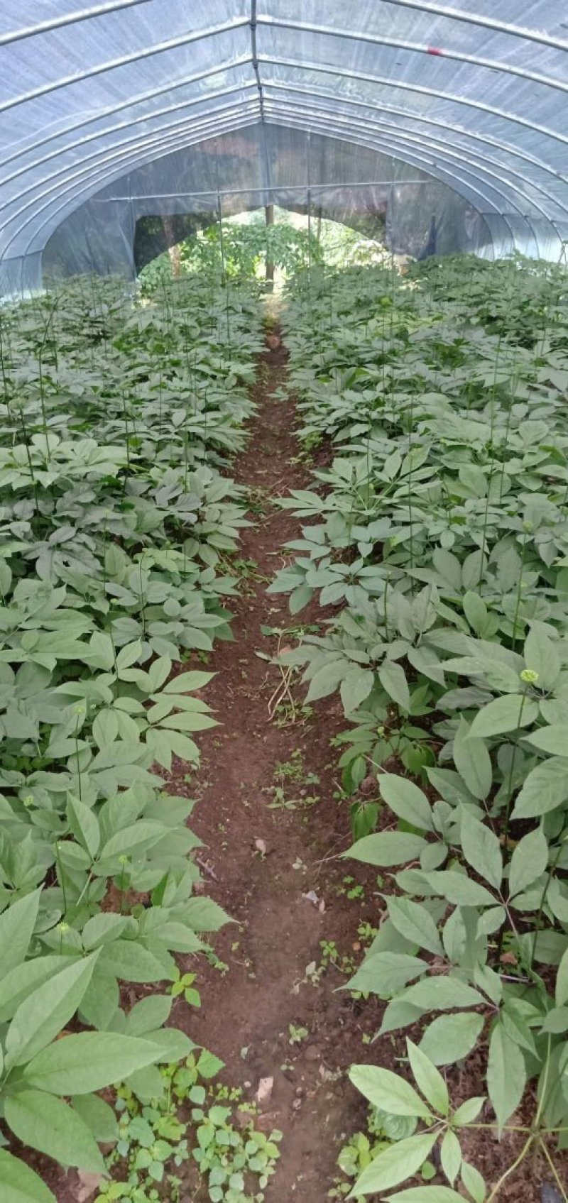 中药材，种苗，竹节参（白三七）种子
