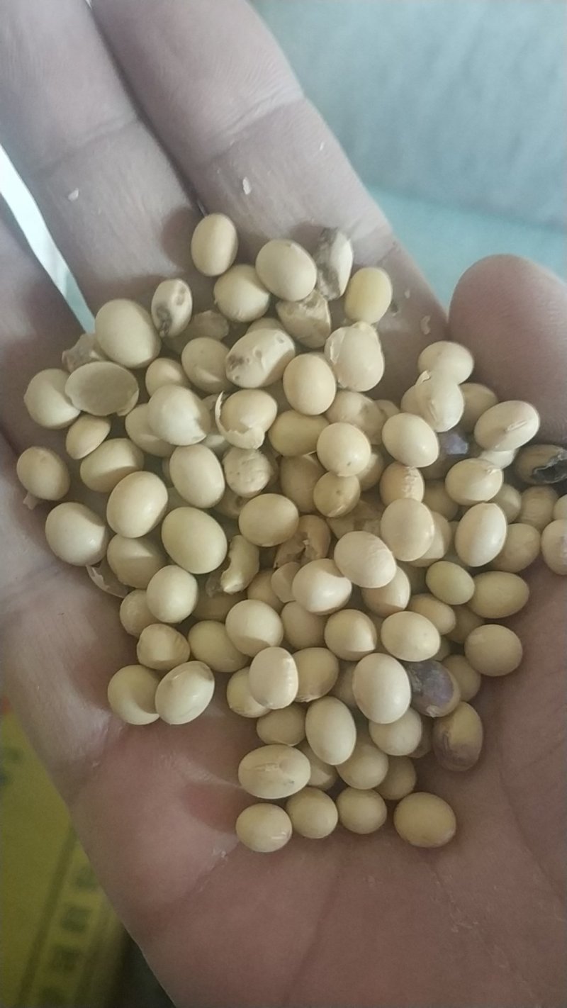 黄豆，陈黄豆粿粒好低价出售抓紧下单手慢无货