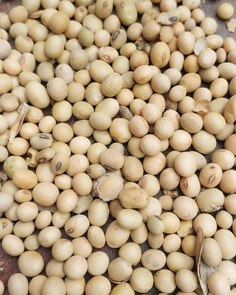 黄豆，陈黄豆粿粒好低价出售抓紧下单手慢无货