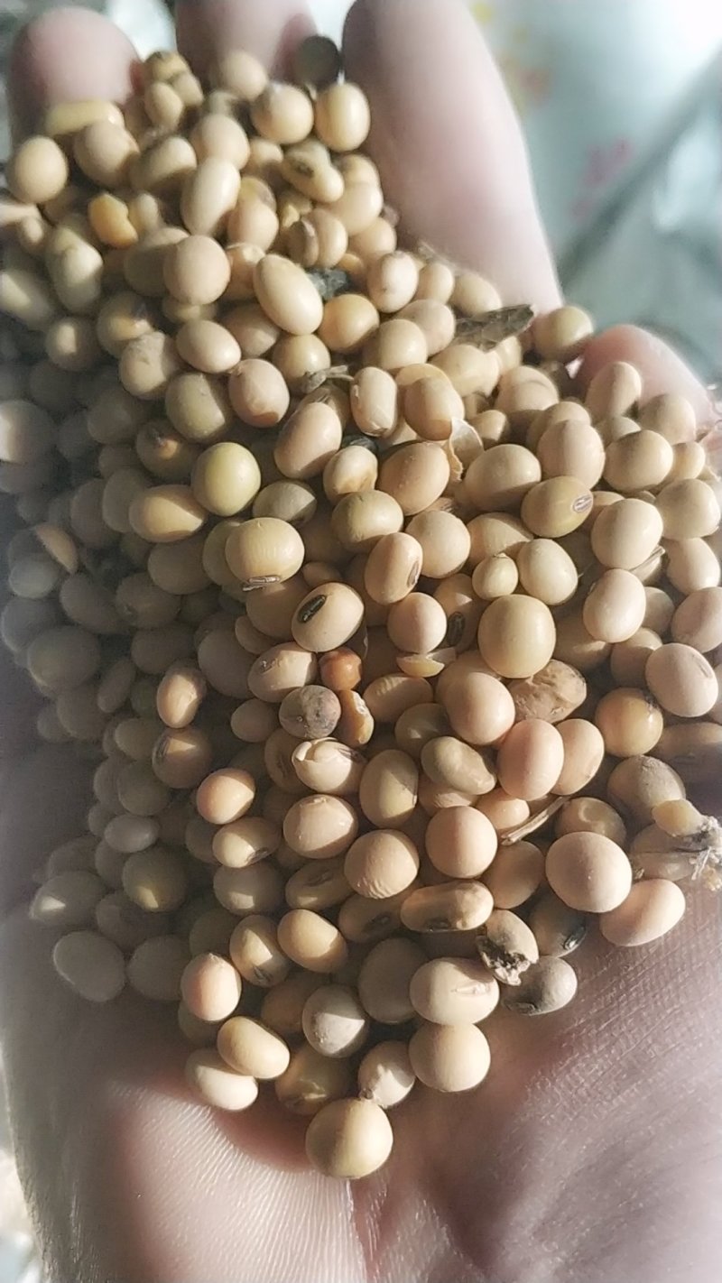 黄豆，陈黄豆粿粒好低价出售抓紧下单手慢无货