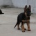 德国牧羊犬，德牧幼犬狼狗看家护院全国发货包成活品种全