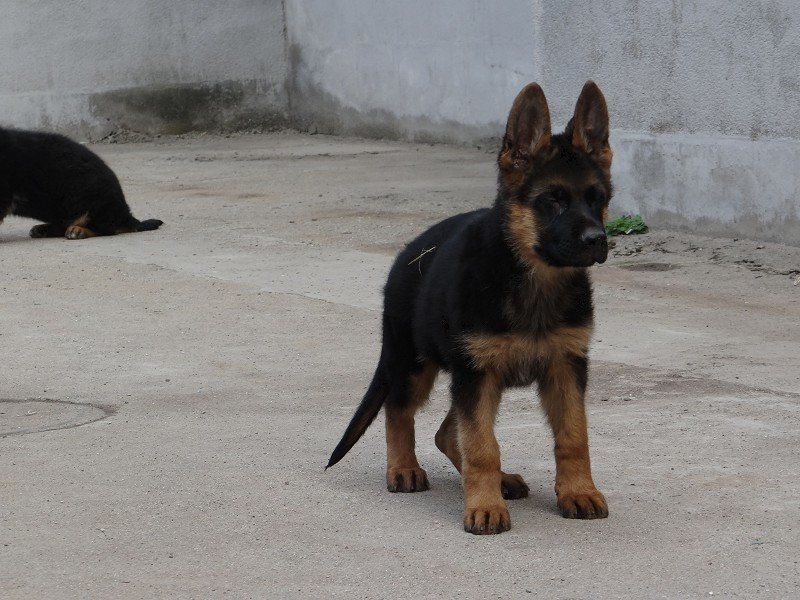 德国牧羊犬，德牧幼犬狼狗看家护院全国发货包成活品种全