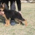 德国牧羊犬，德牧幼犬狼狗看家护院全国发货包成活品种全