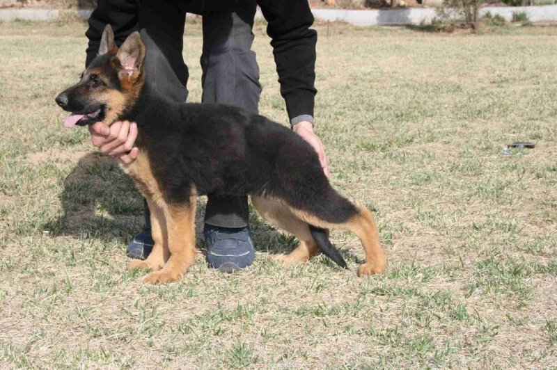 德国牧羊犬，德牧幼犬狼狗看家护院全国发货包成活品种全
