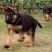 德国牧羊犬，德牧幼犬狼狗看家护院全国发货包成活品种全