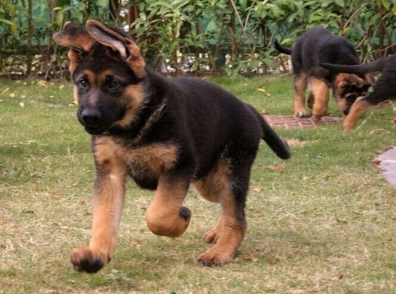 德国牧羊犬，德牧幼犬狼狗看家护院全国发货包成活品种全