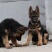 德国牧羊犬，德牧幼犬狼狗看家护院全国发货包成活品种全