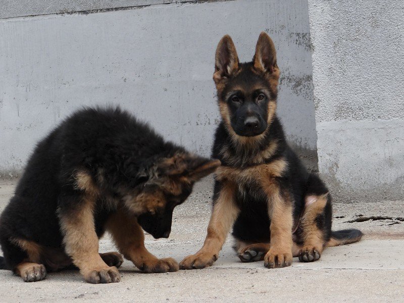 德国牧羊犬，德牧幼犬狼狗看家护院全国发货包成活品种全