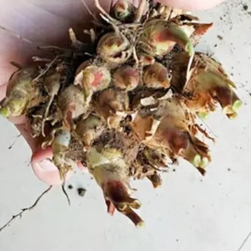 正品晚香玉种球盆栽夜来香月下香球根苗浓香晚香玉植物花