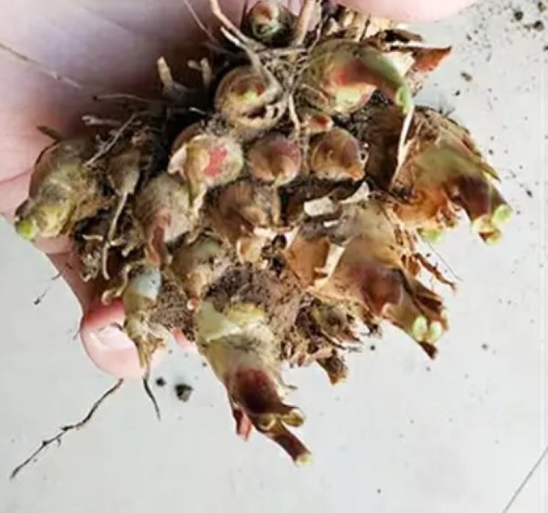 正品晚香玉种球盆栽夜来香月下香球根苗浓香晚香玉植物花