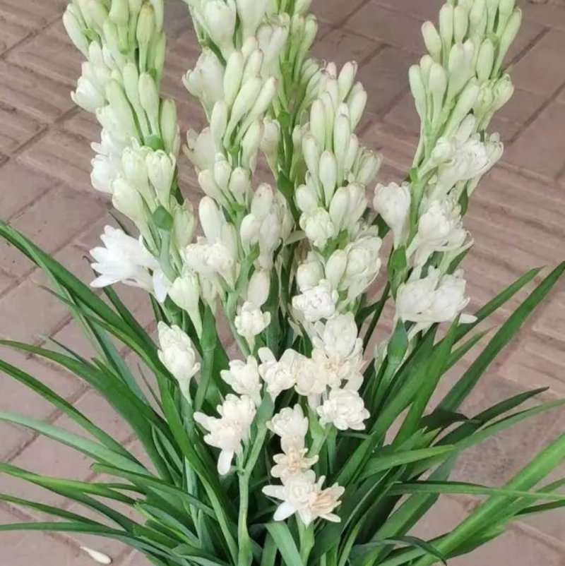 正品晚香玉种球盆栽夜来香月下香球根苗浓香晚香玉植物花